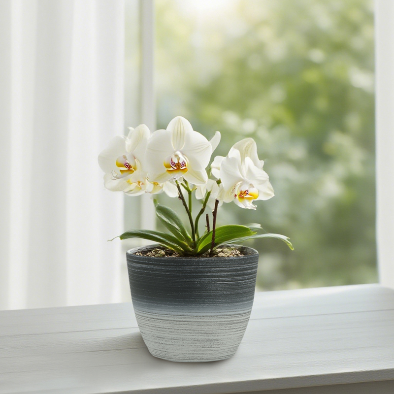 Maceta redonda con chorro de arena y dibujo lineal de dos colores